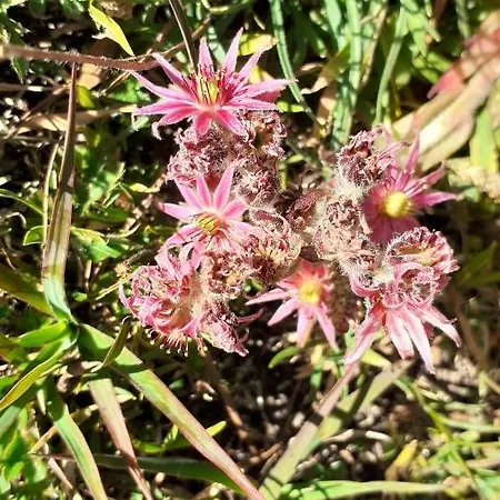 La Maisonnette A Les Fleurs-pila Con Vista Cerise